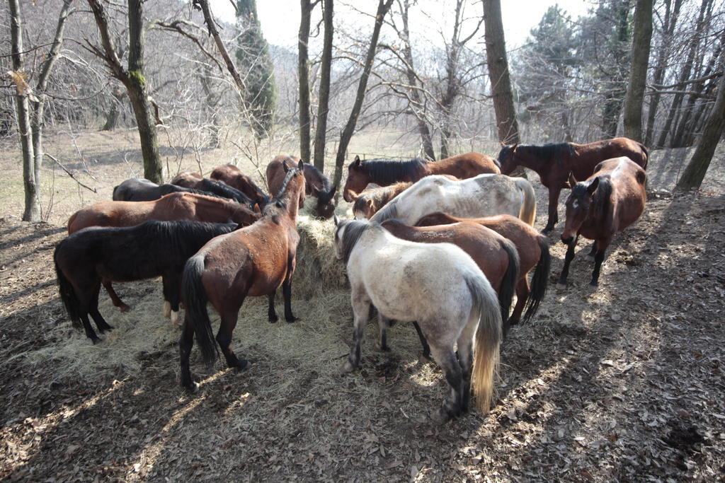 マッサ Centro Trekking A Cavallo Monte Brugianaゲストハウス エクステリア 写真